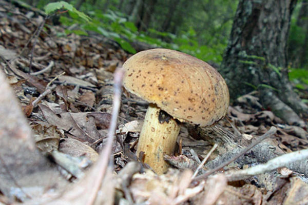 Boletes-Mushroom14