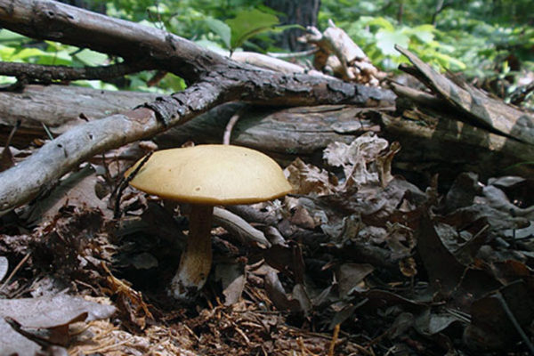 Boletes-Mushroom6