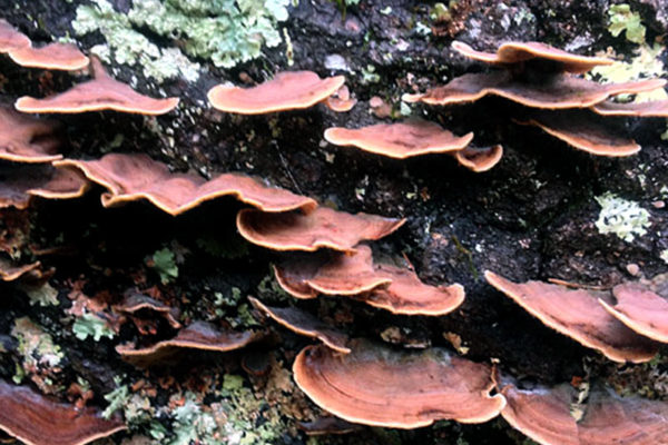 Bracket-Fungi